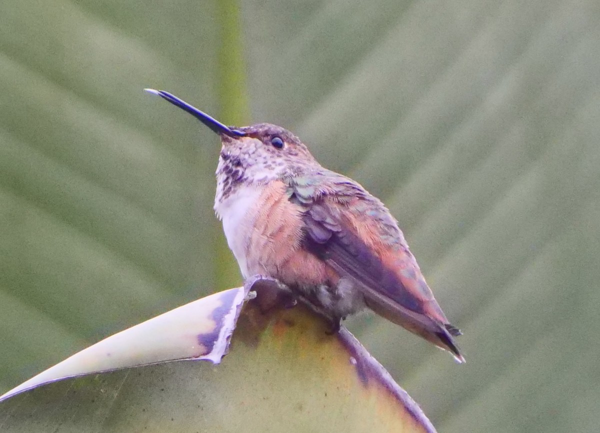 Allen's Hummingbird - Jan Bryant