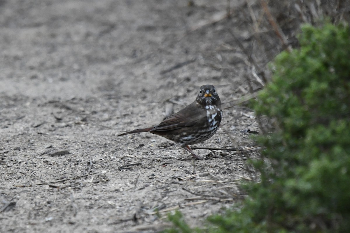 Fox Sparrow (Sooty) - ML643038047
