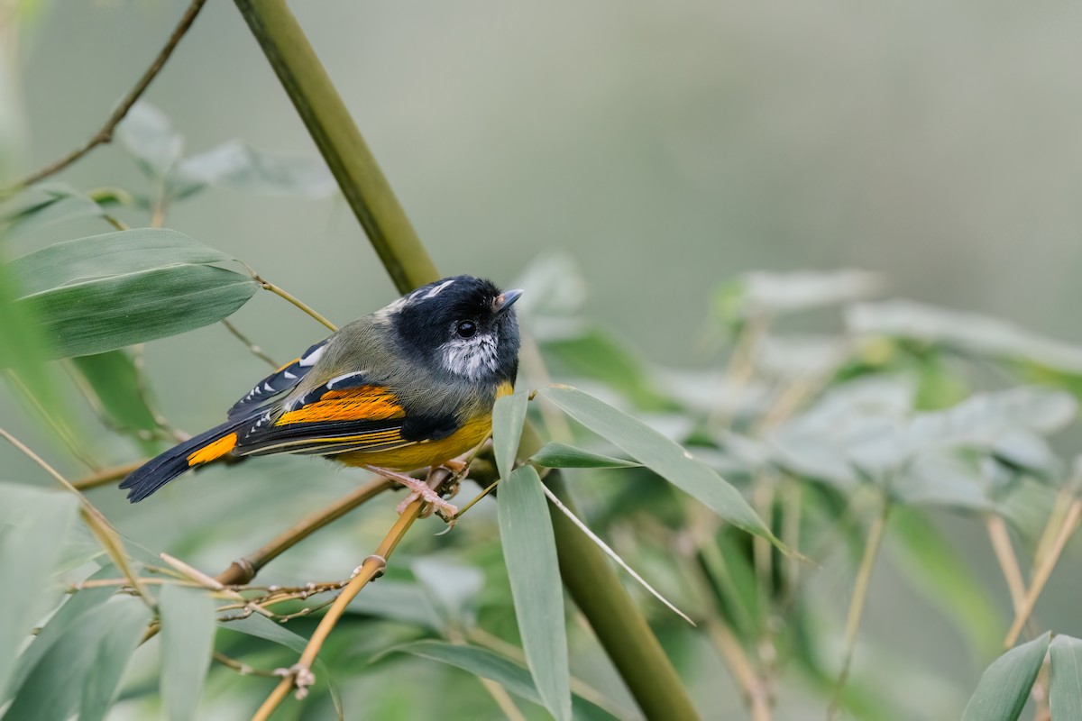 Golden-breasted Fulvetta - ML643038048