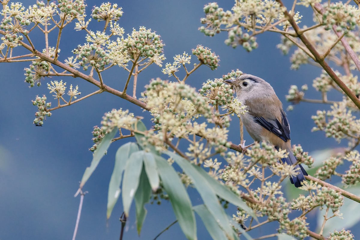 Blue-winged Minla - ML643038052