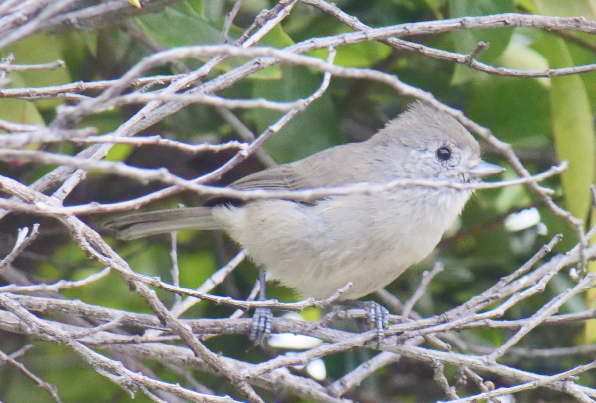 Oak Titmouse - ML643038053