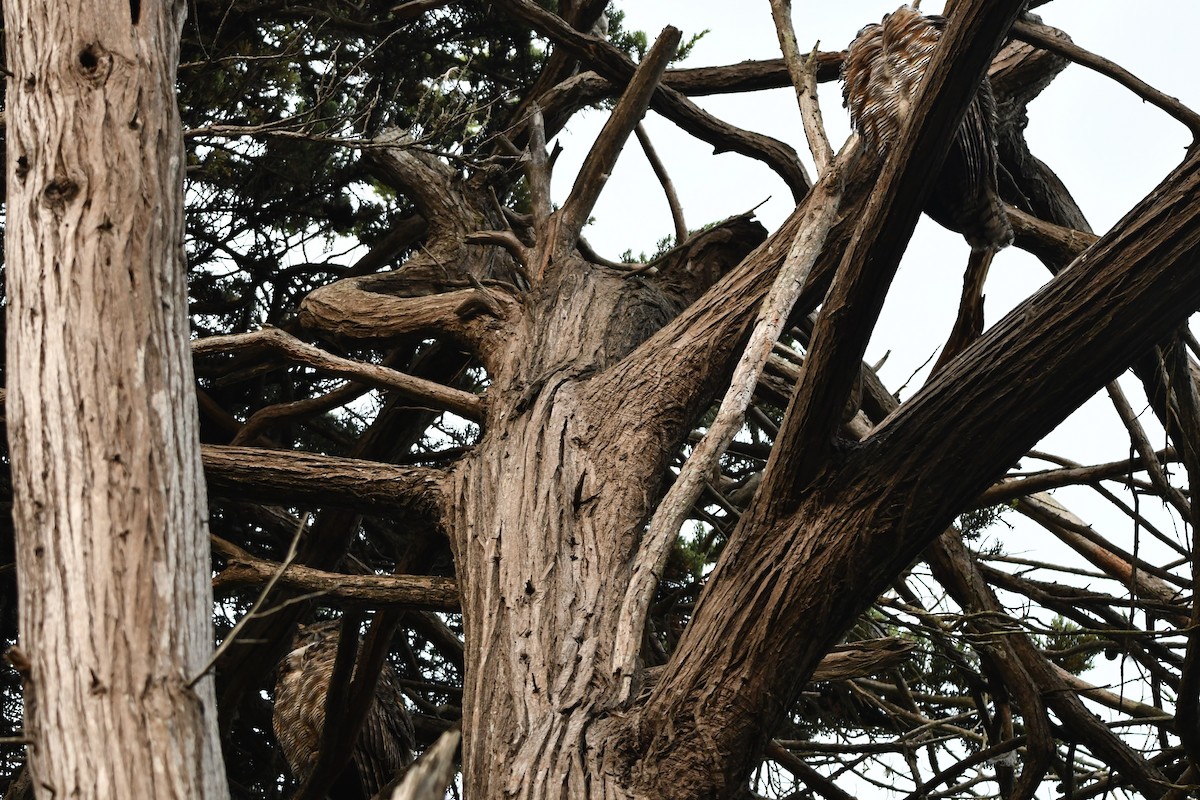 アメリカワシミミズク - ML643038057