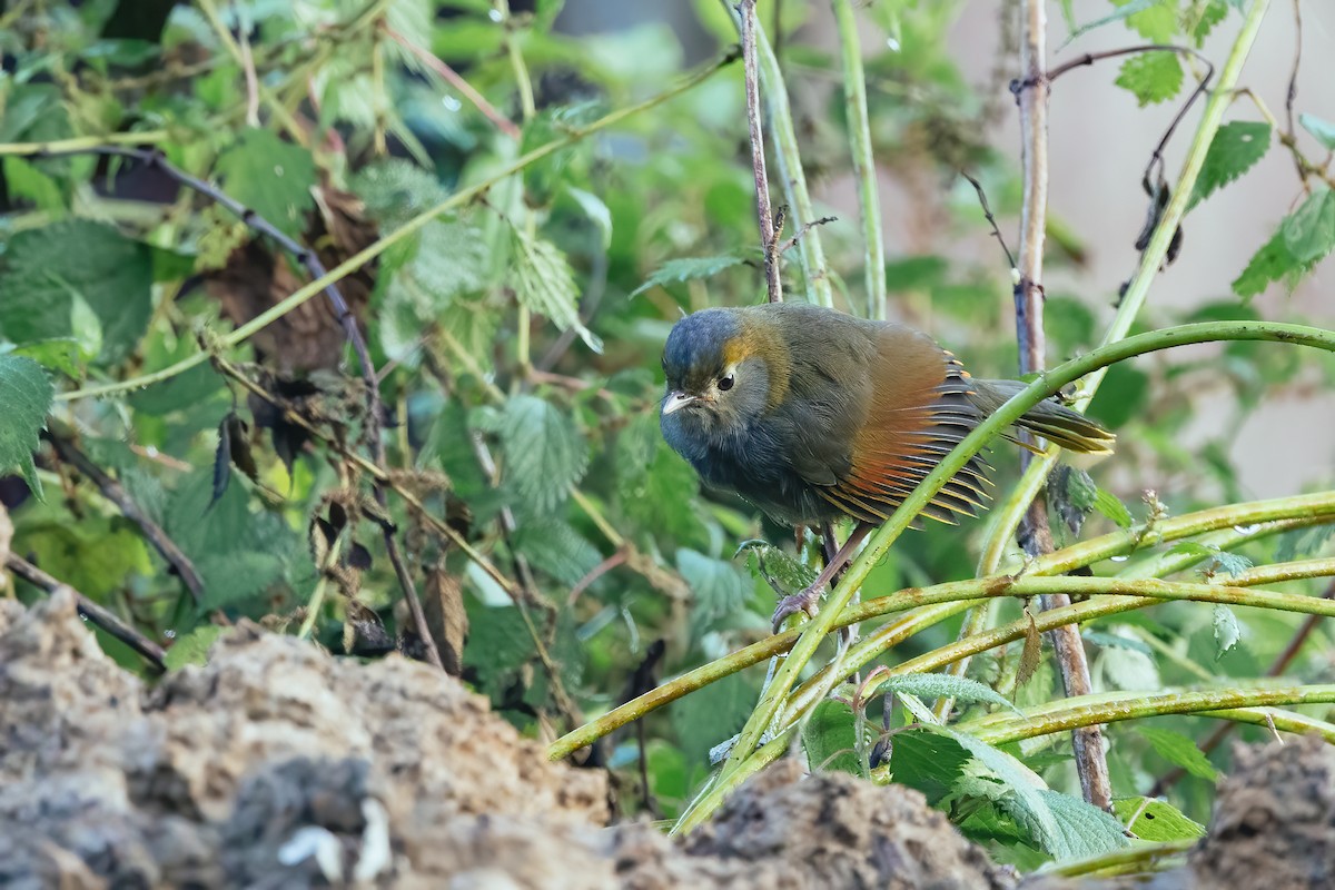 Emei Shan Liocichla - ML643038062