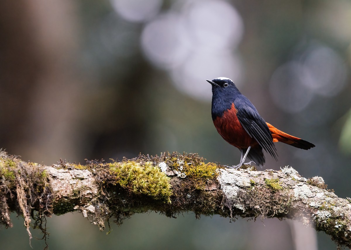 White-capped Redstart - ML643038071