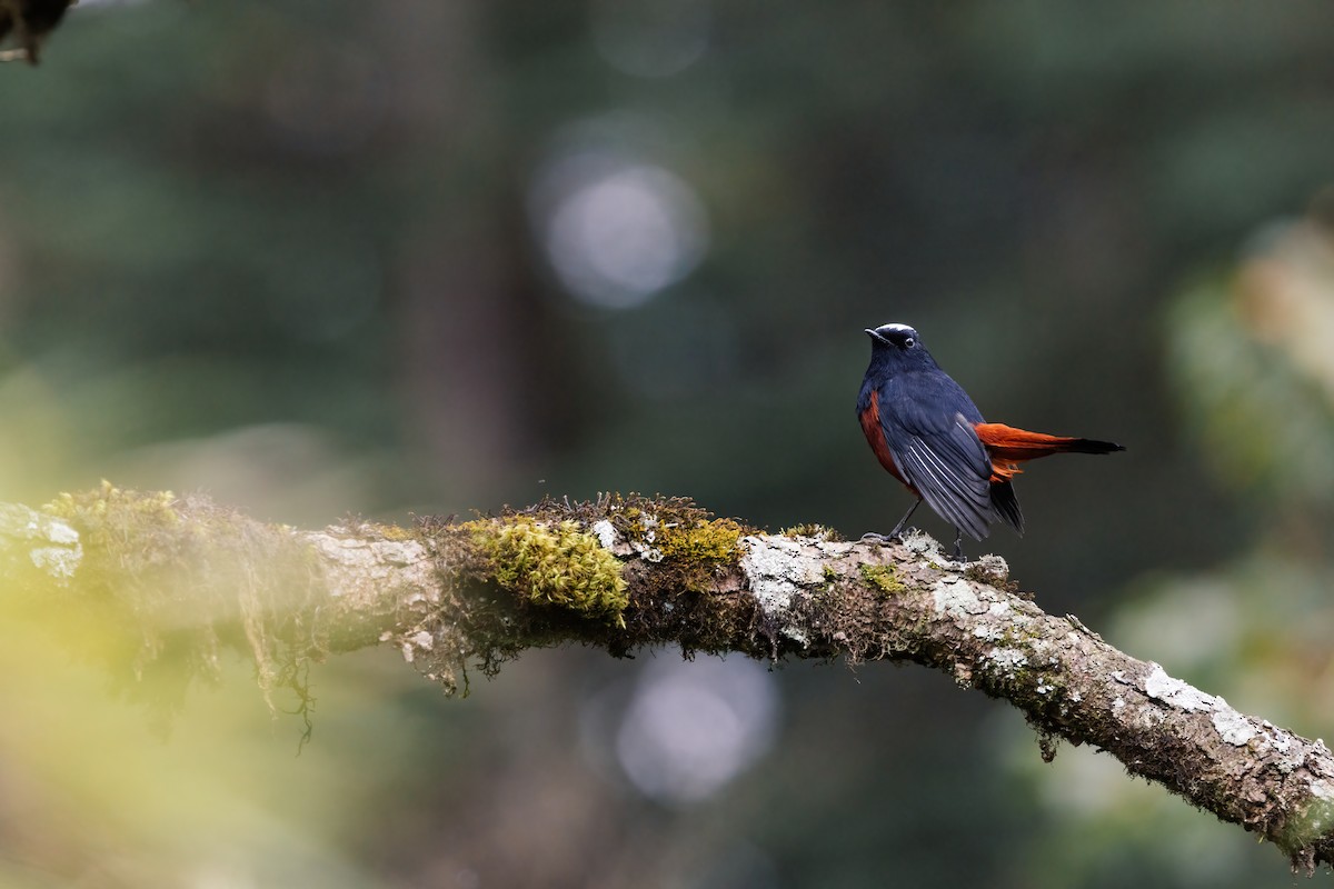 White-capped Redstart - ML643038072