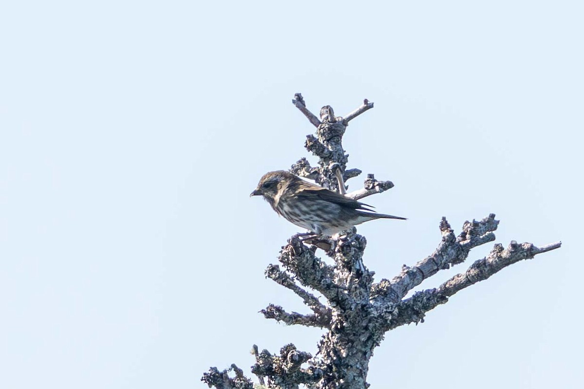 Purple Finch - ML643038078