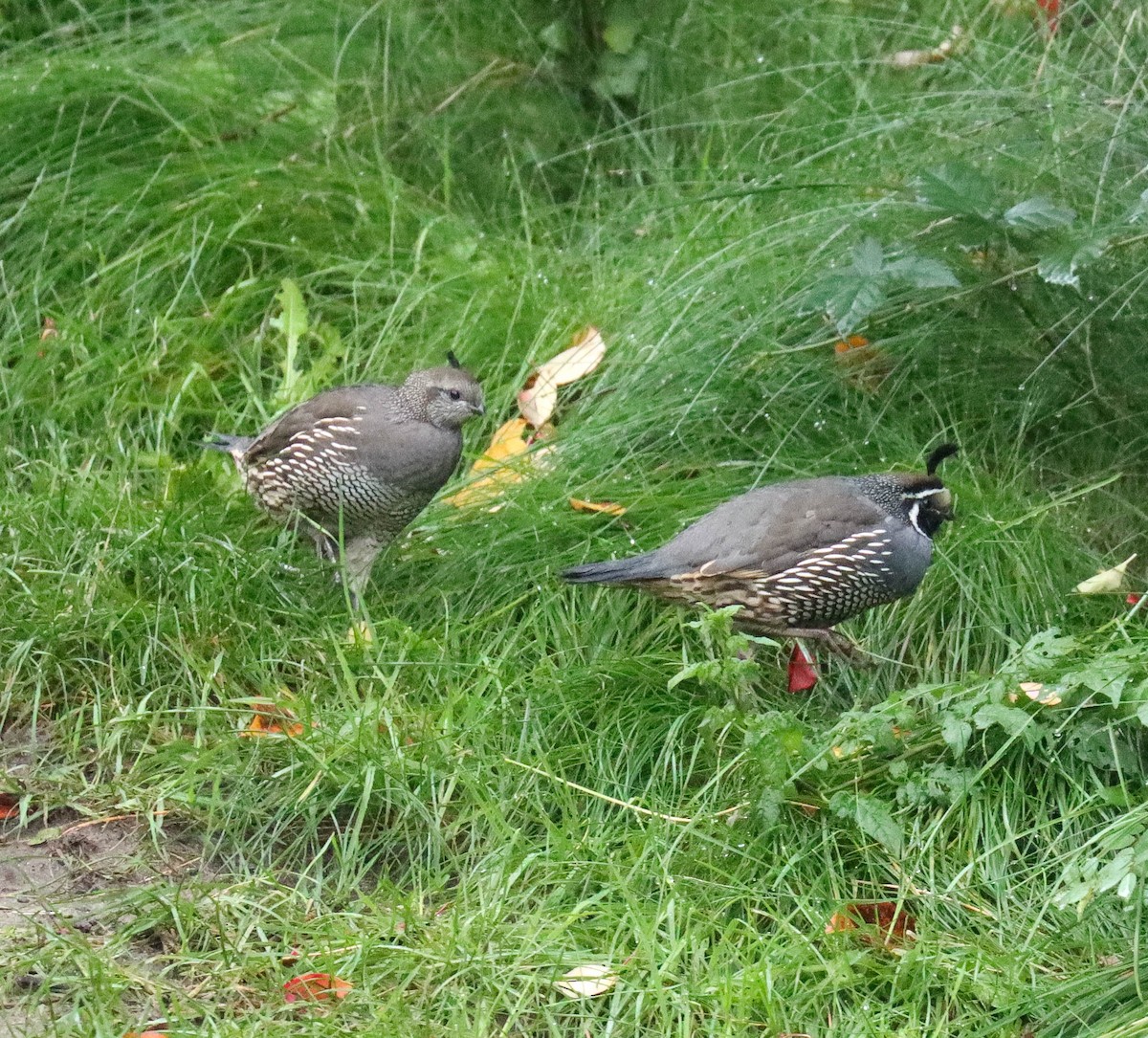 カンムリウズラ - ML643038081