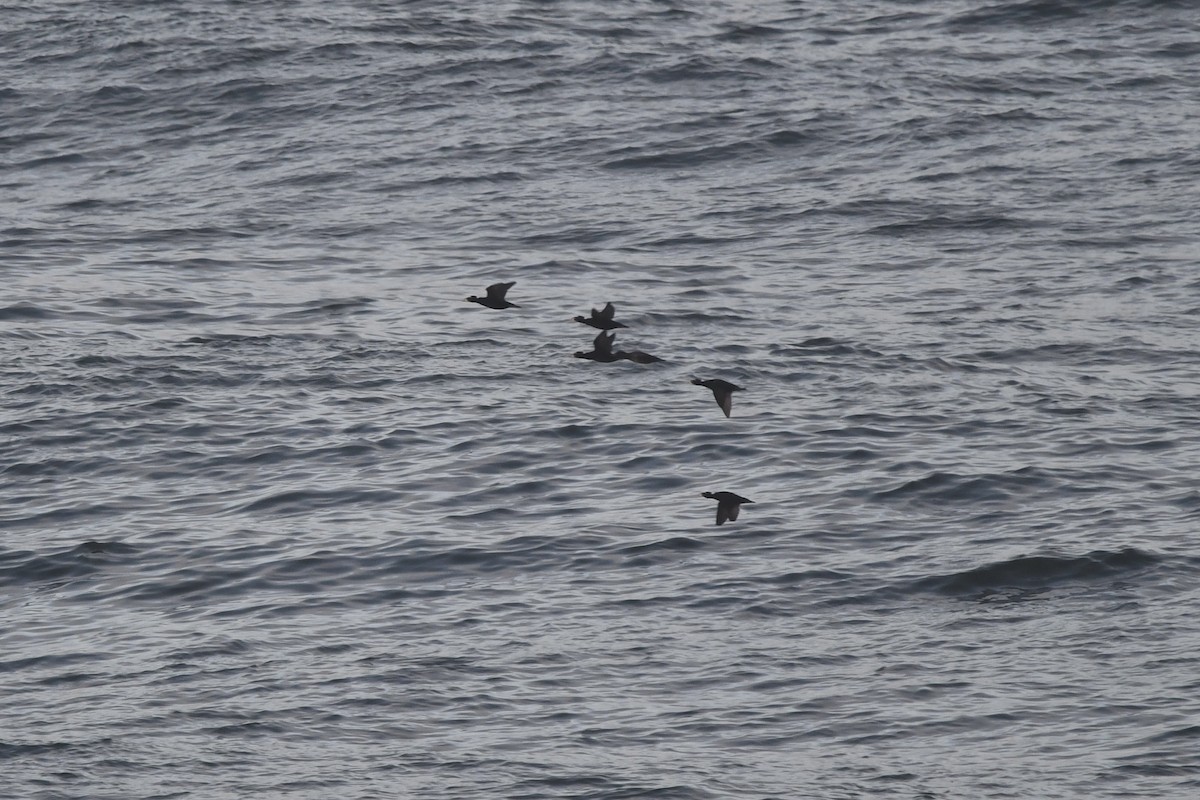 Surf Scoter - ML643038084