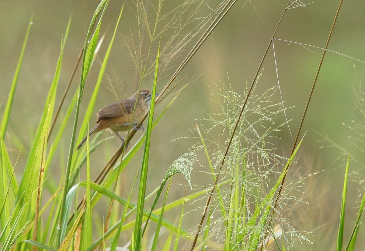 Moustached Grass-Warbler - ML643038086
