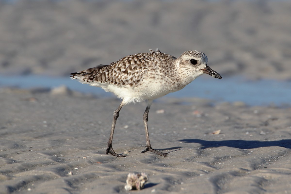 Black-bellied Plover - ML643038091