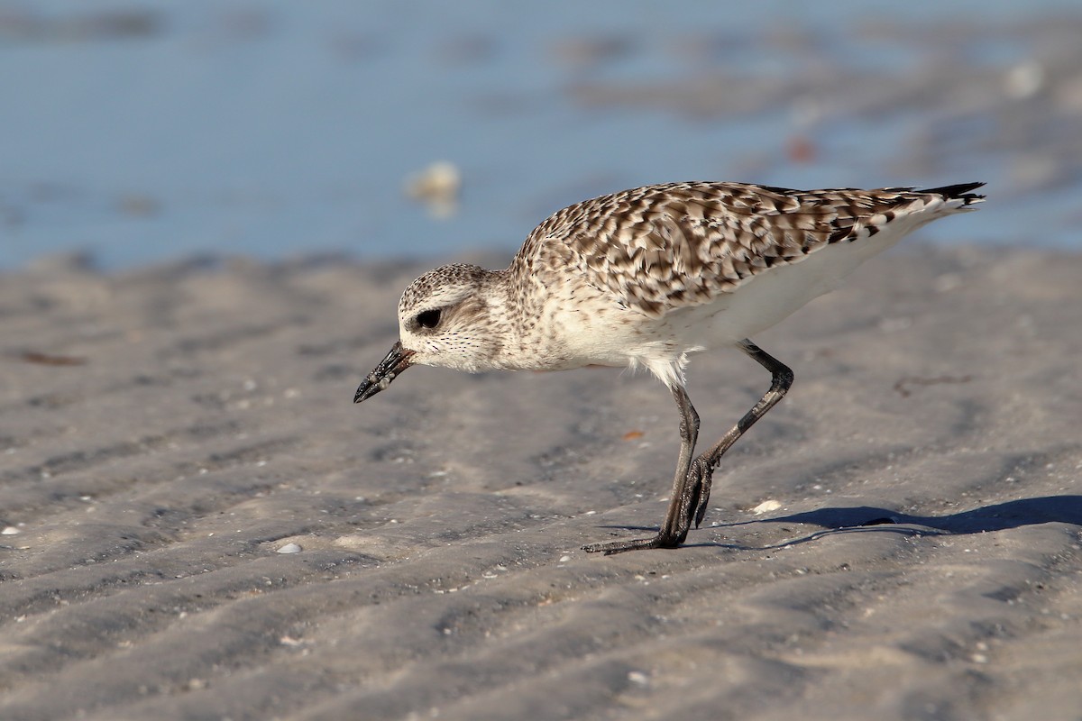 Black-bellied Plover - ML643038094