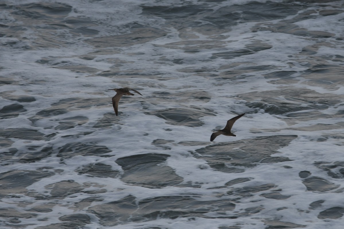 アメリカチュウシャクシギ - ML643038099