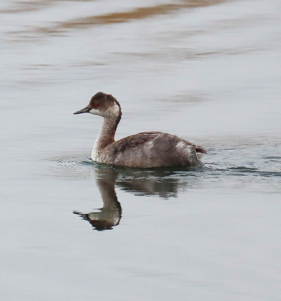 ハジロカイツブリ - ML643038101