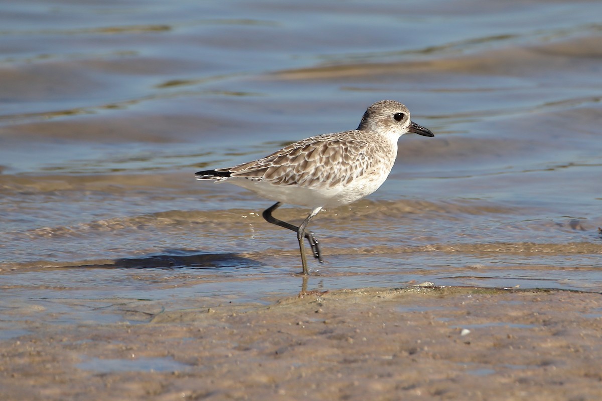 Black-bellied Plover - ML643038103