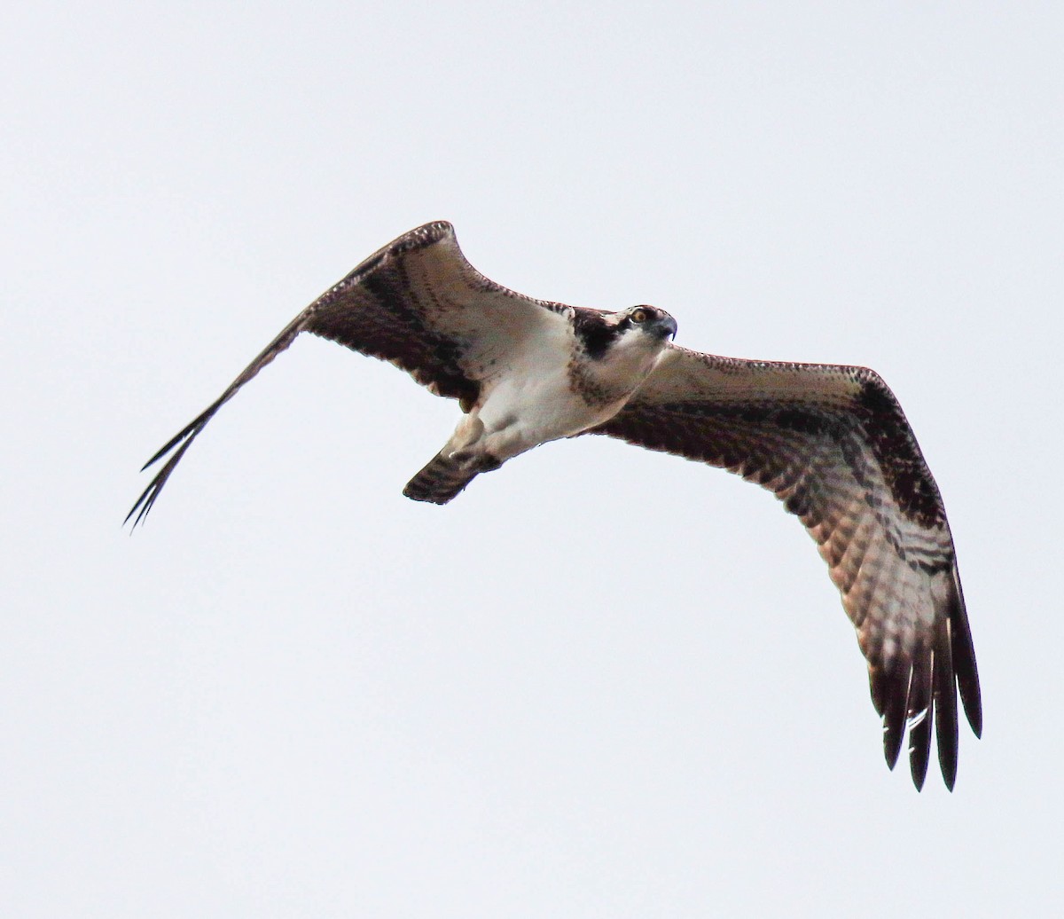 ミサゴ - ML643038110