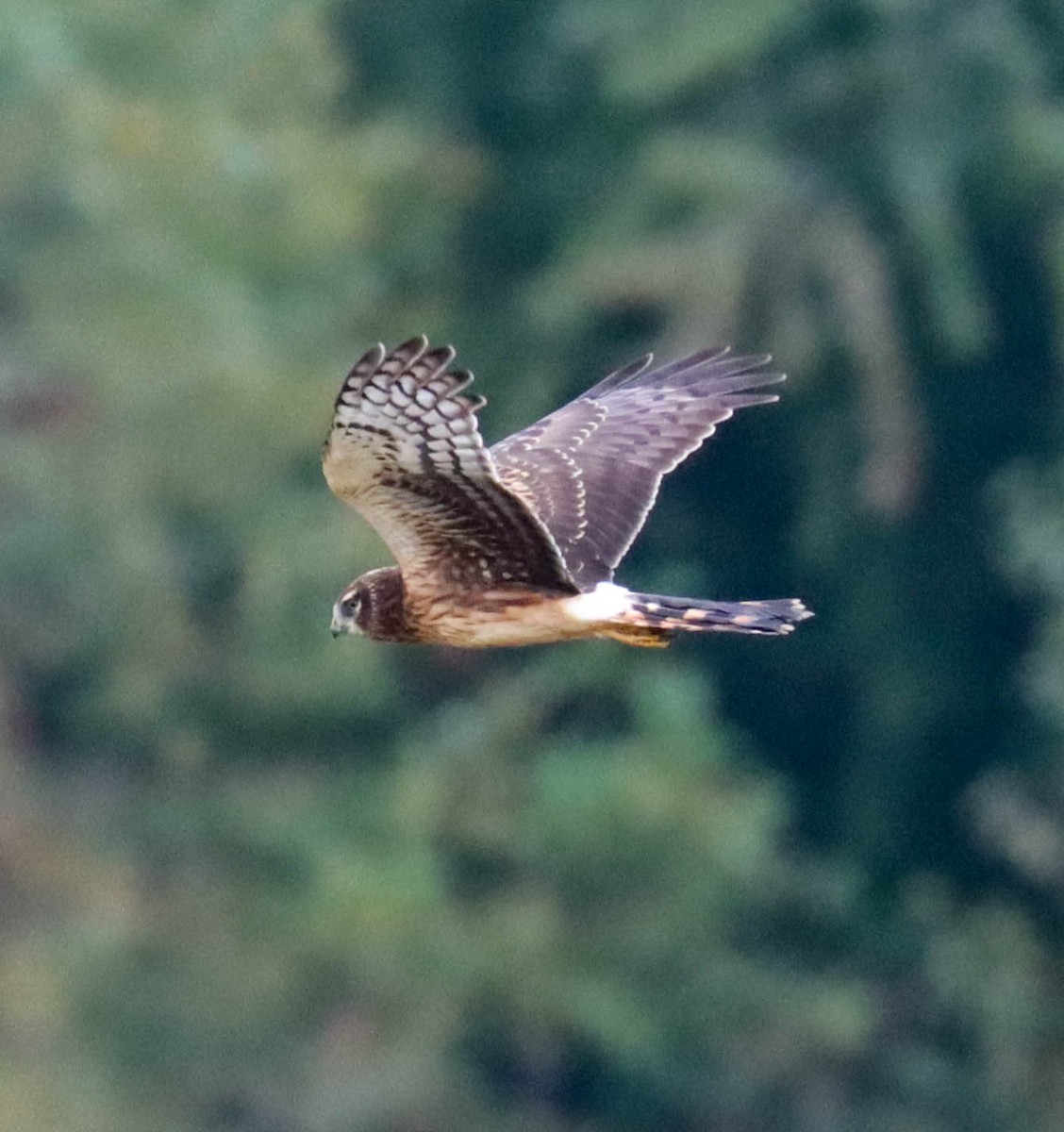 アメリカハイイロチュウヒ - ML643038114