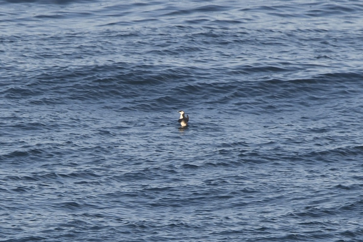 ウミガラス - ML643038116