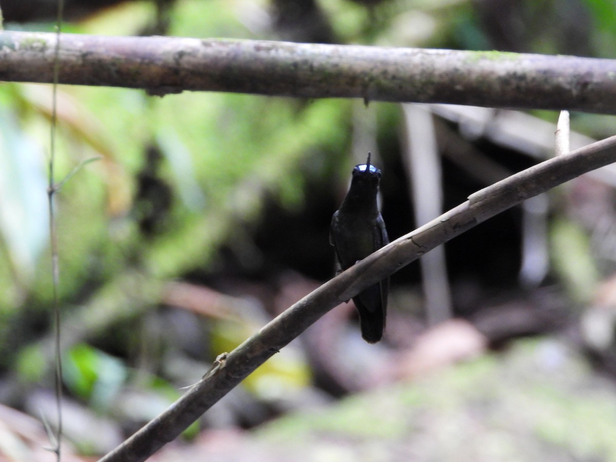 Green-fronted Lancebill - ML643038119