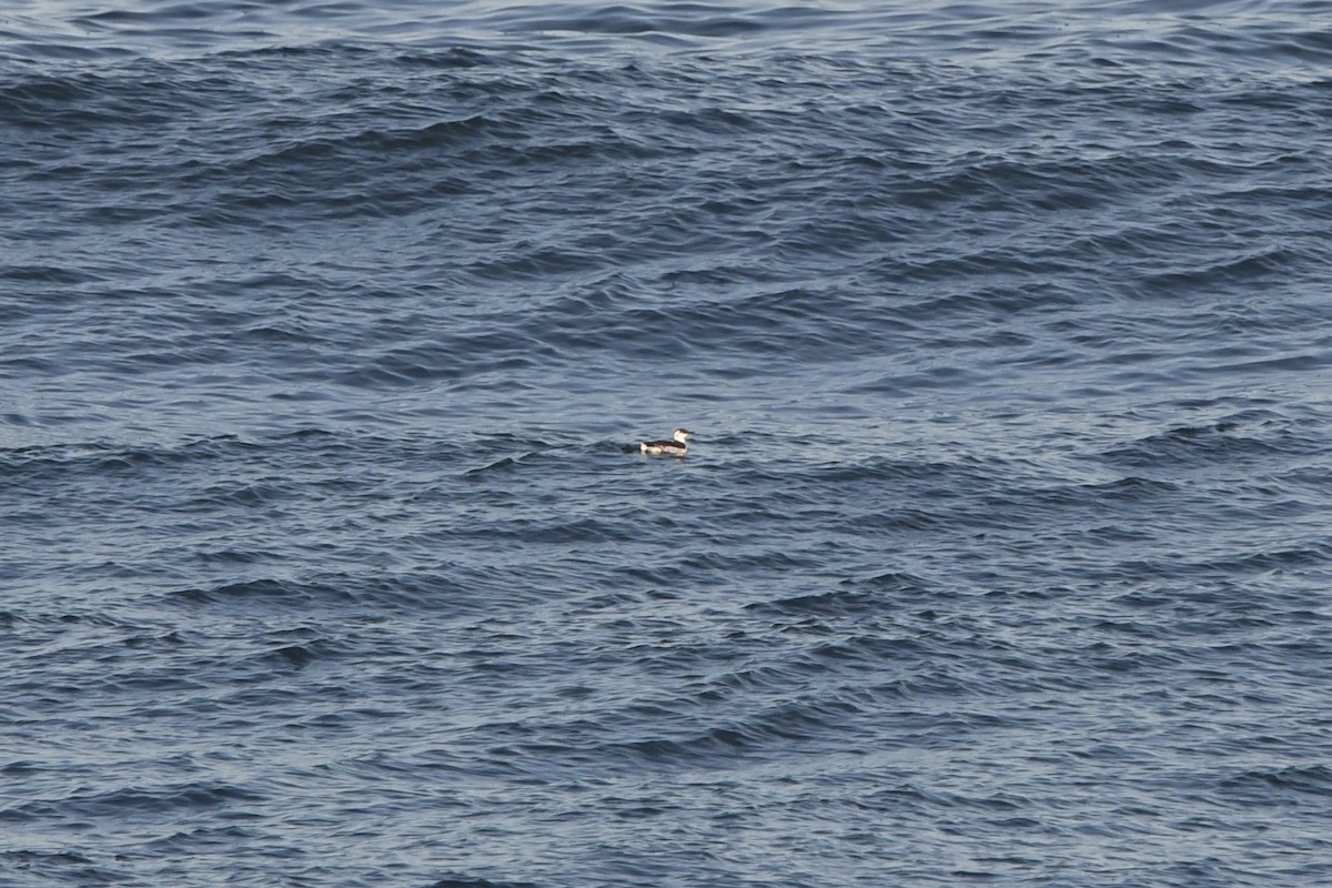 Common Murre - ML643038123