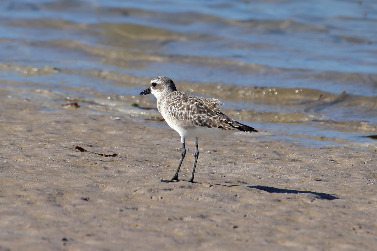 Black-bellied Plover - ML643038127