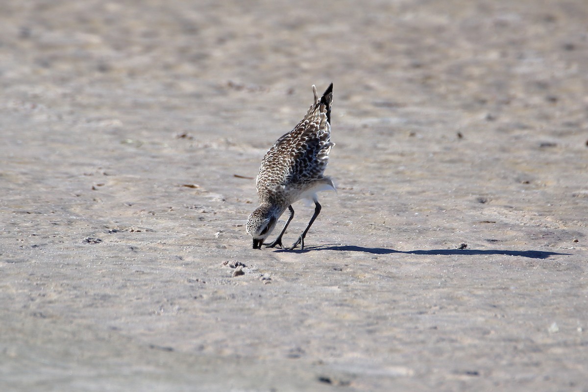 Black-bellied Plover - ML643038128
