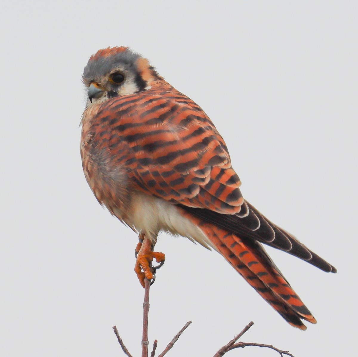 アメリカチョウゲンボウ - ML643038129