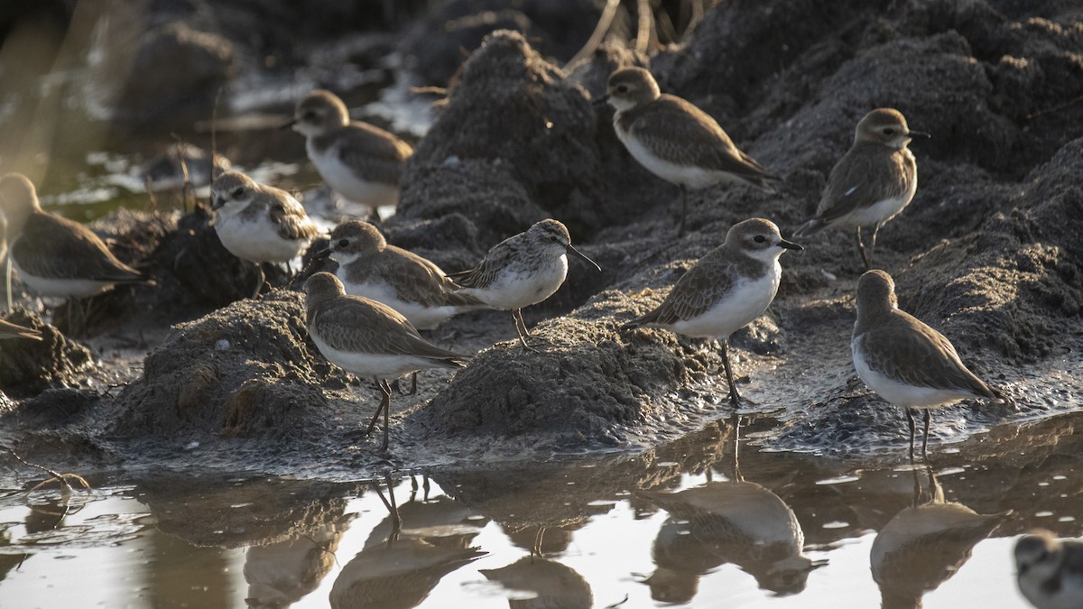 Broad-billed Sandpiper - ML643038130