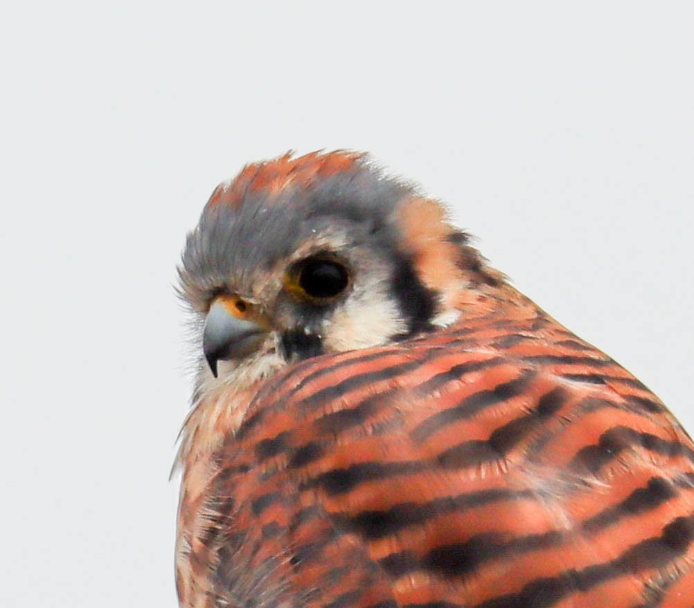 アメリカチョウゲンボウ - ML643038131