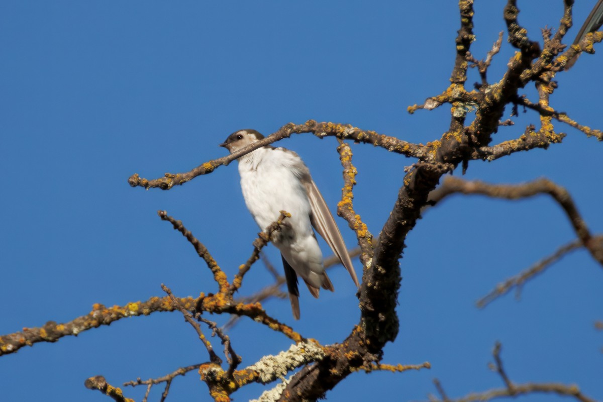 Violet-green Swallow - ML643038133