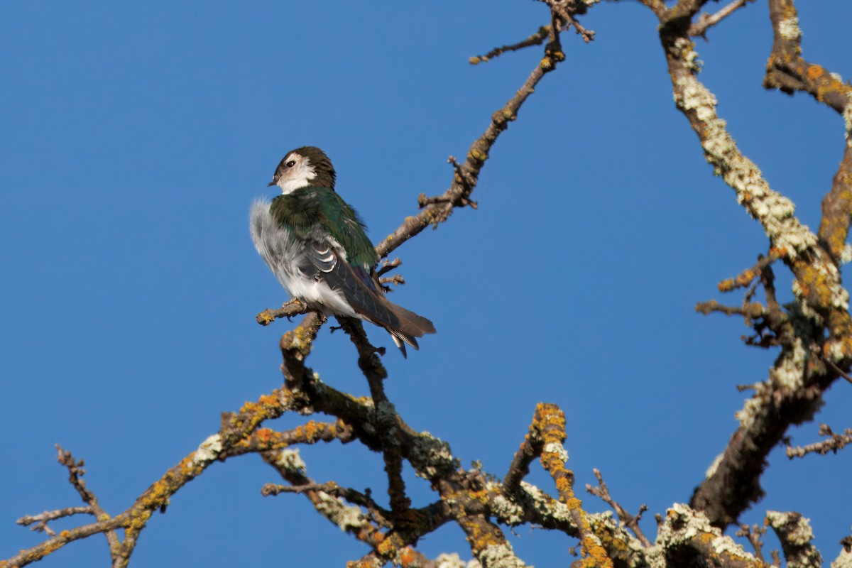 Violet-green Swallow - ML643038134