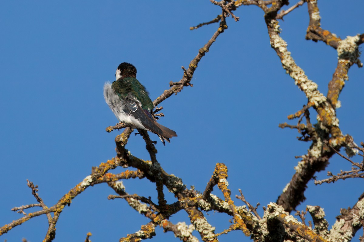 Violet-green Swallow - ML643038135