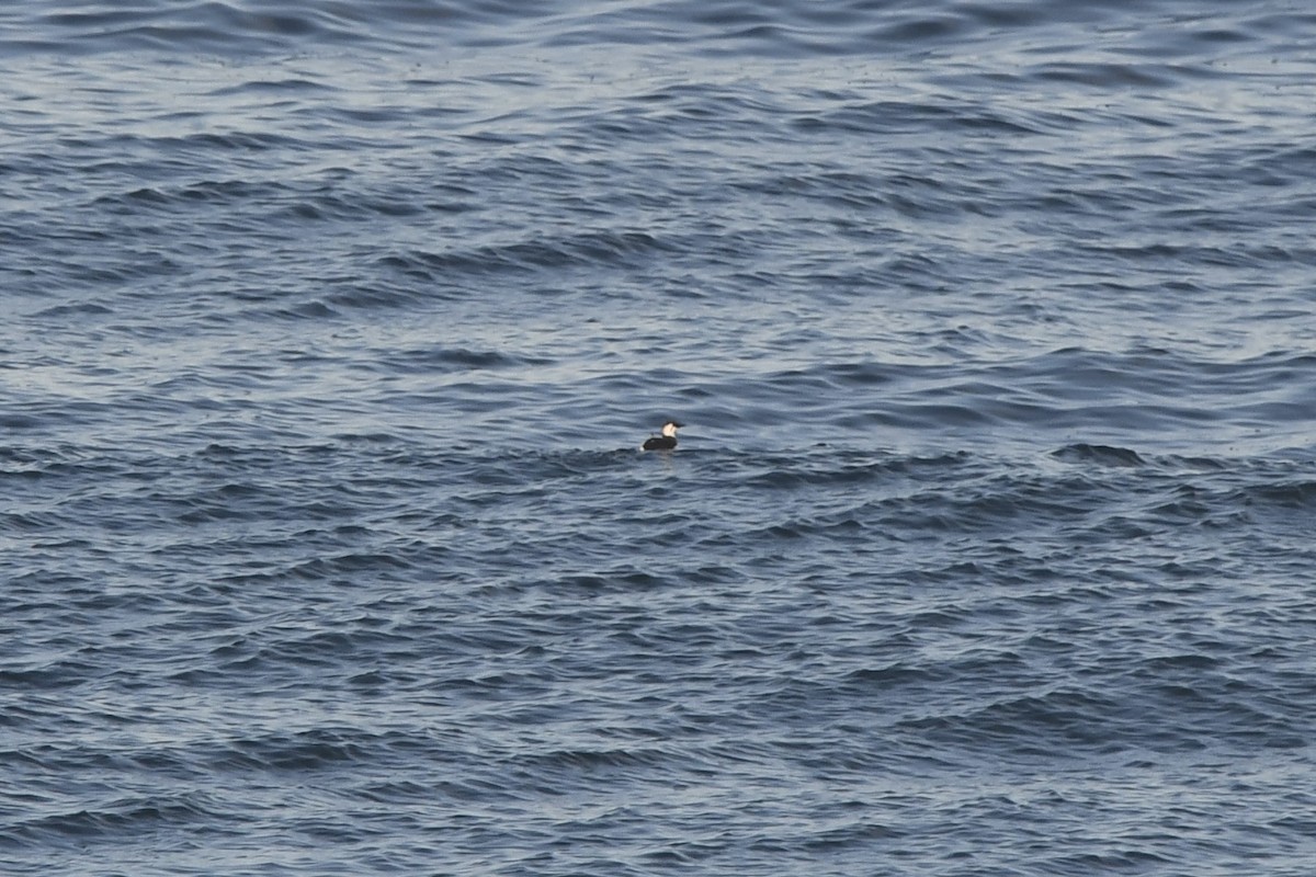 Common Murre - ML643038137