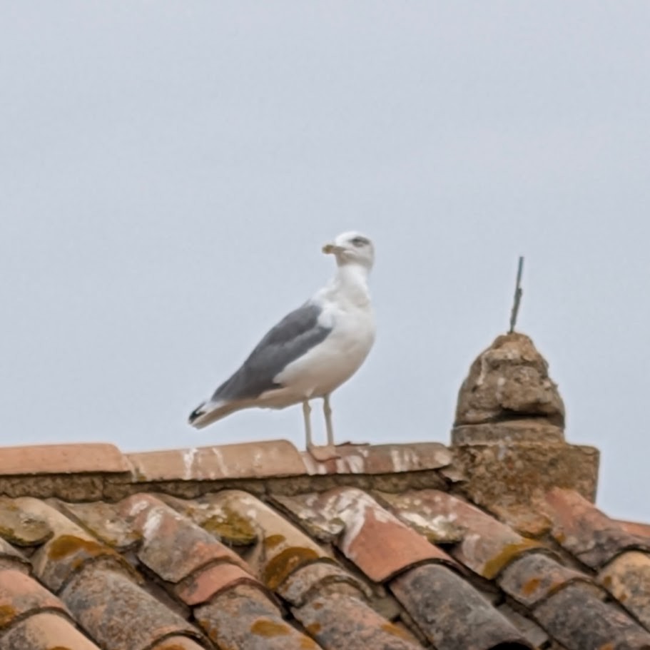 Yellow-legged Gull - ML643038138