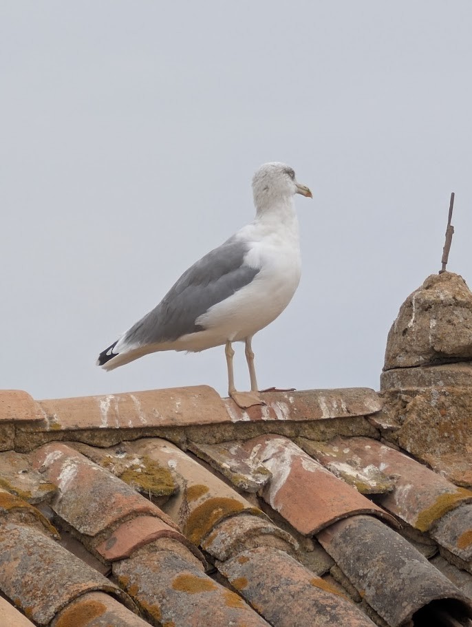 Yellow-legged Gull - ML643038139