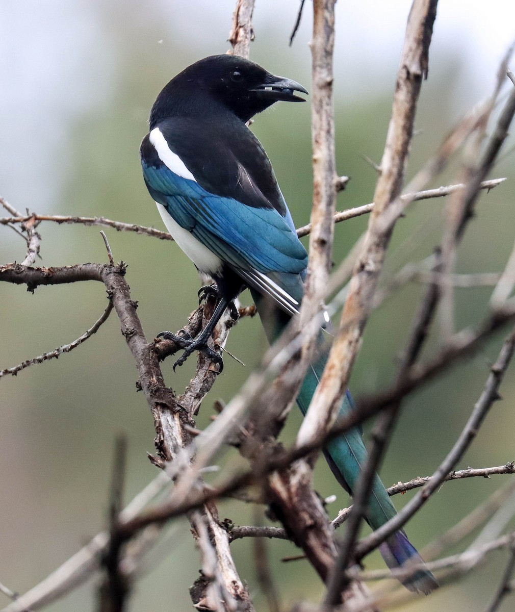 アメリカカササギ - ML643038140