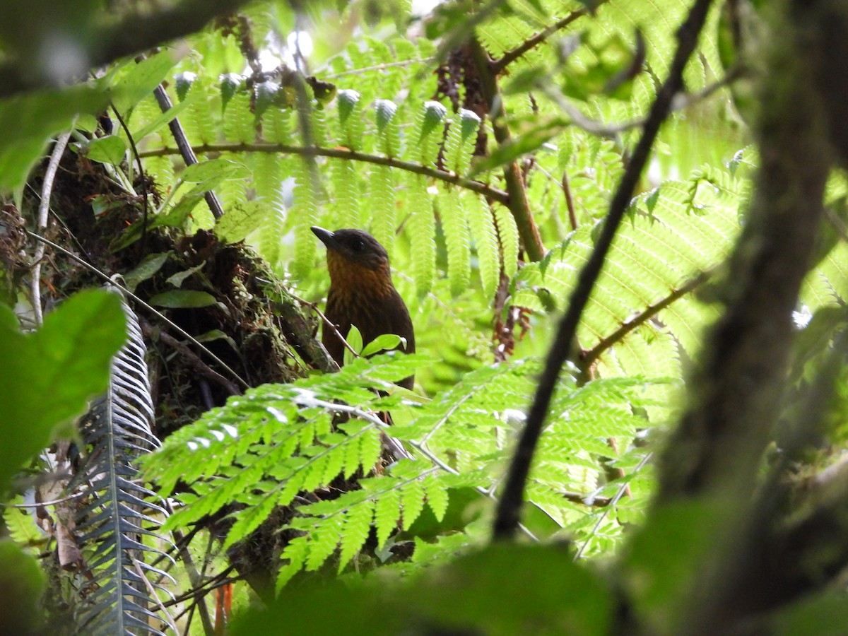 Streak-breasted Treehunter - ML643038143