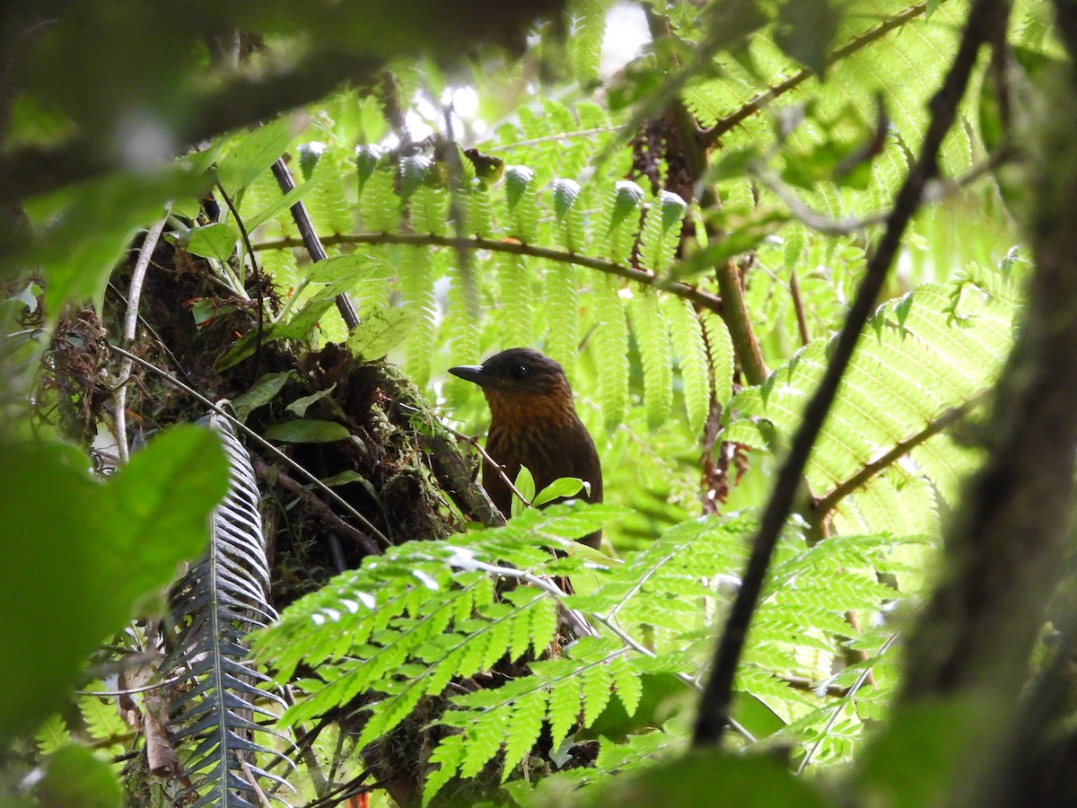 Streak-breasted Treehunter - ML643038144