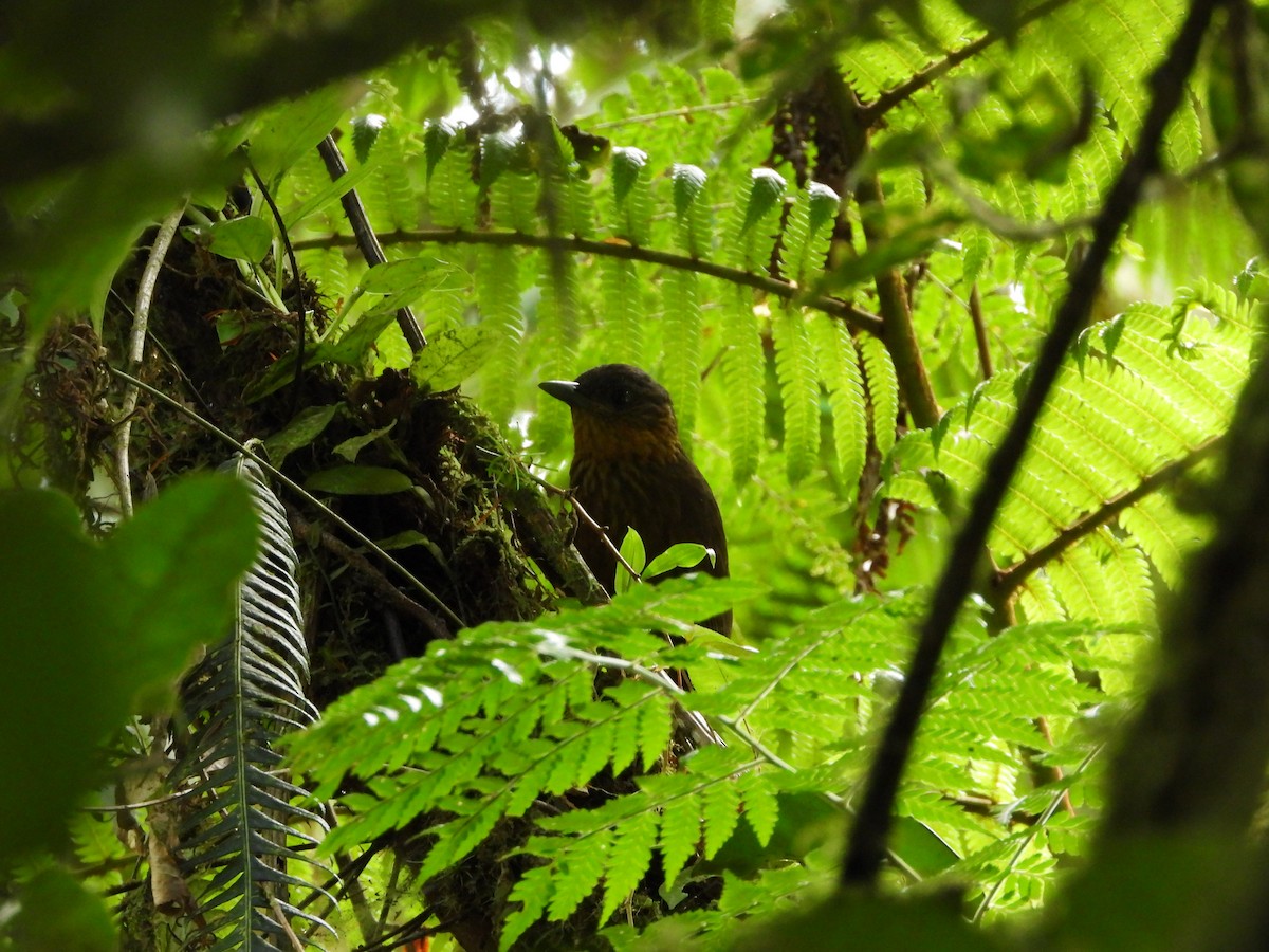 Streak-breasted Treehunter - ML643038145