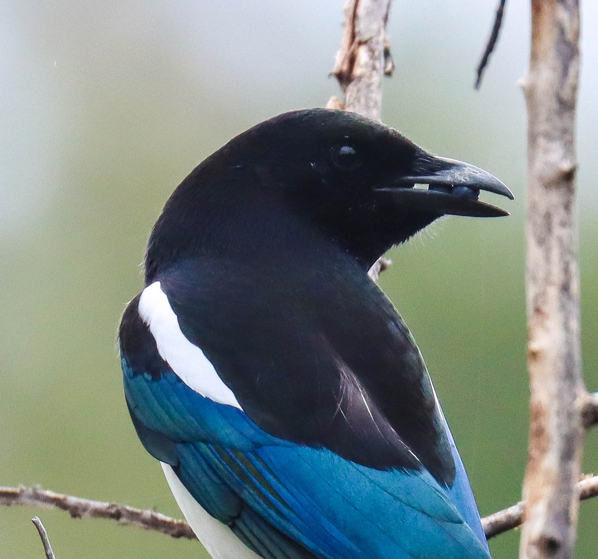 アメリカカササギ - ML643038147