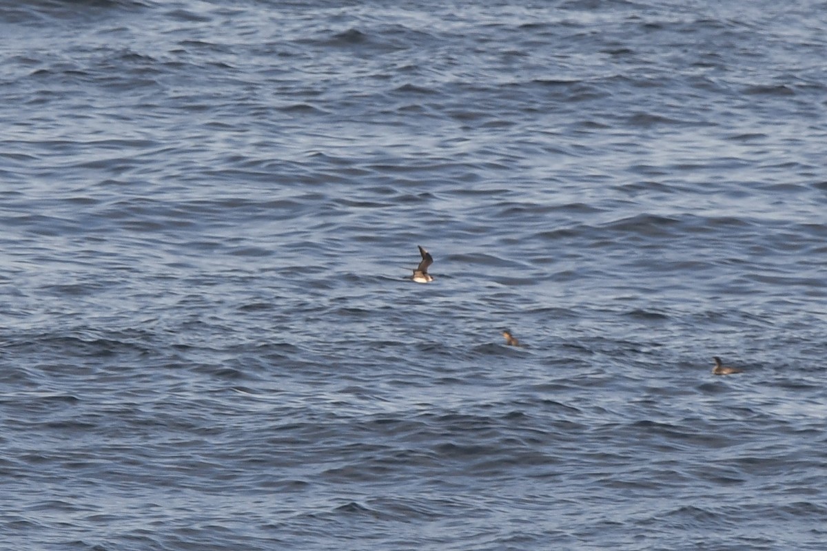 クロトウゾクカモメ - ML643038149