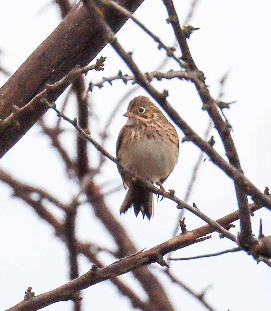 Vesper Sparrow - ML643038150