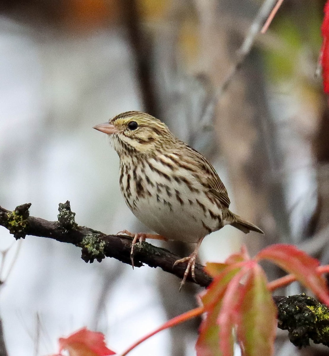 サバンナシトド - ML643038168