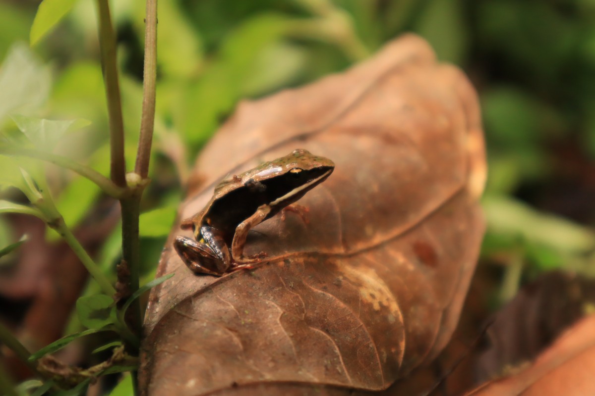 Brilliant Forest Frog - ML643038169