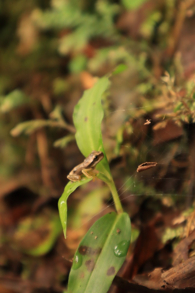 Masked Tree Frog - ML643038170