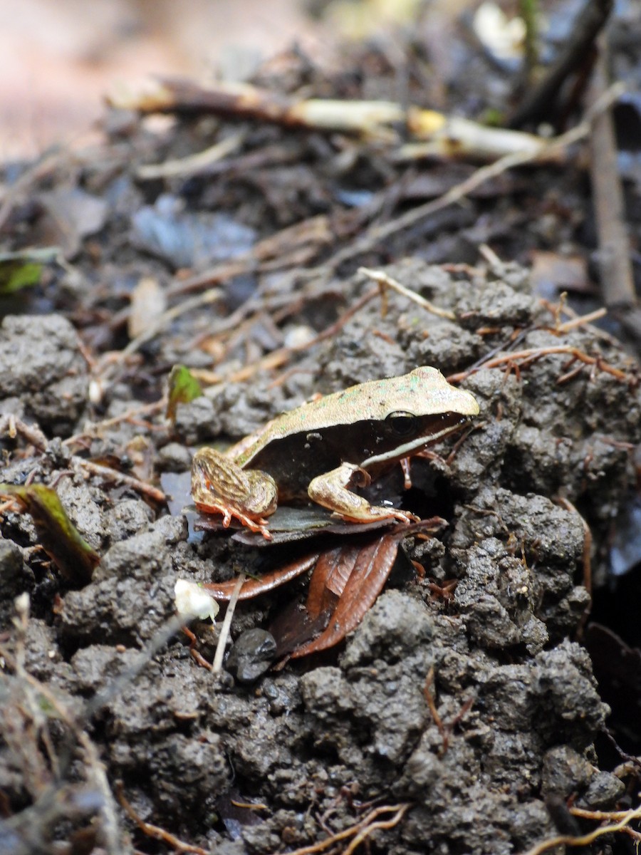 Brilliant Forest Frog - ML643038171