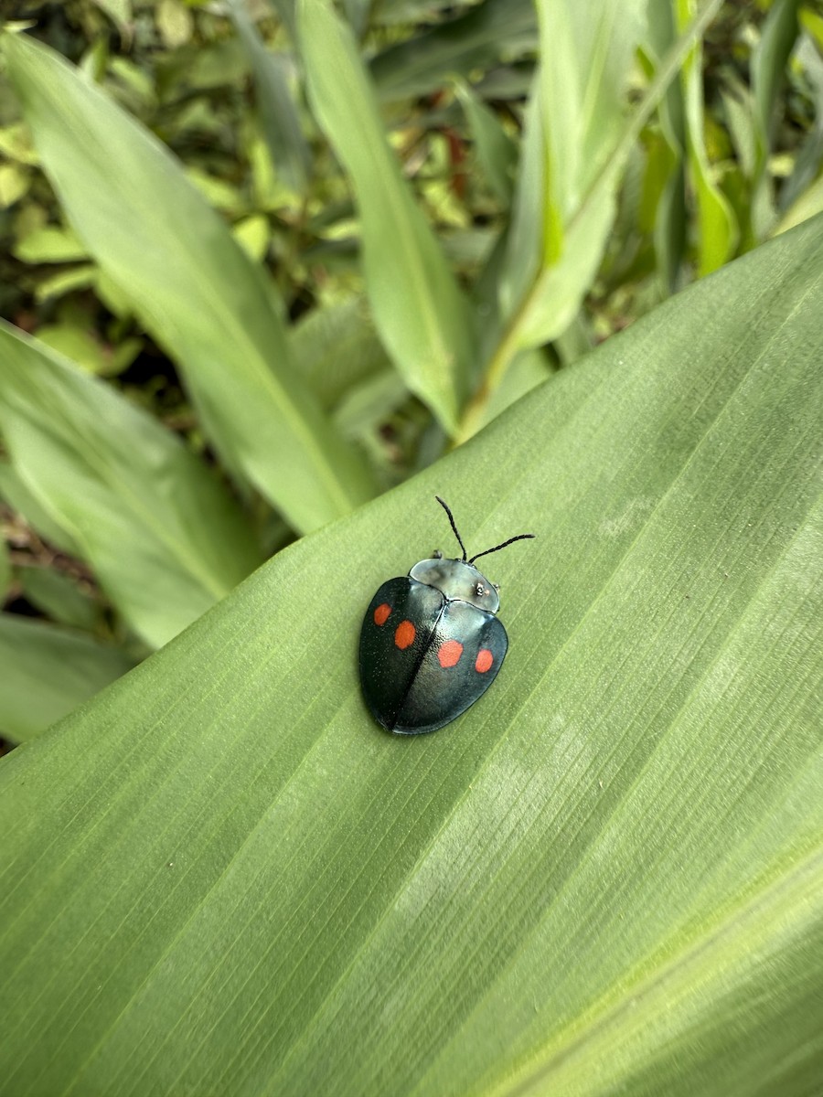 Insects - ML643038172