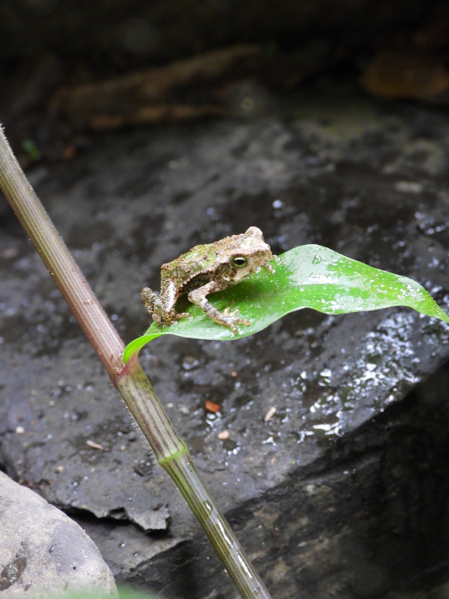 Green Climbing Toad - ML643038173