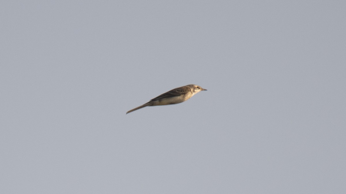 Western Yellow Wagtail - ML643038177