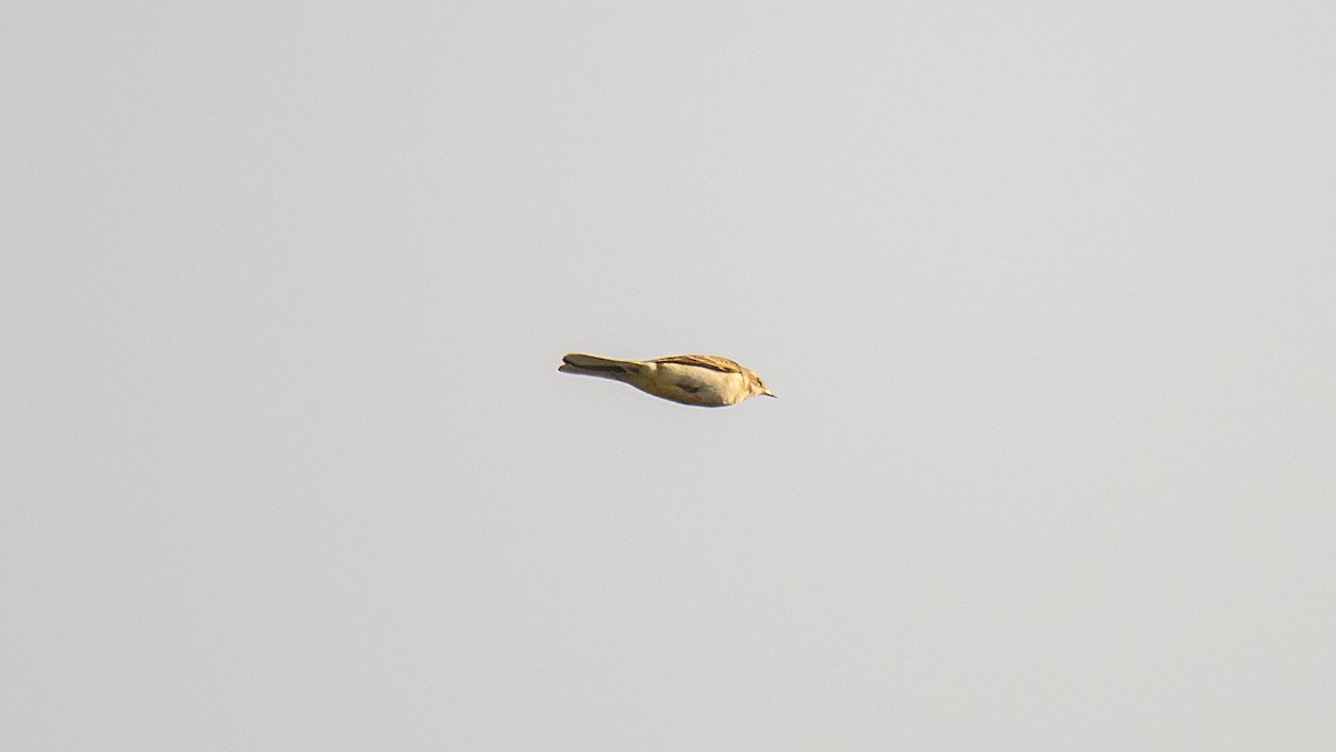 Western Yellow Wagtail - ML643038178