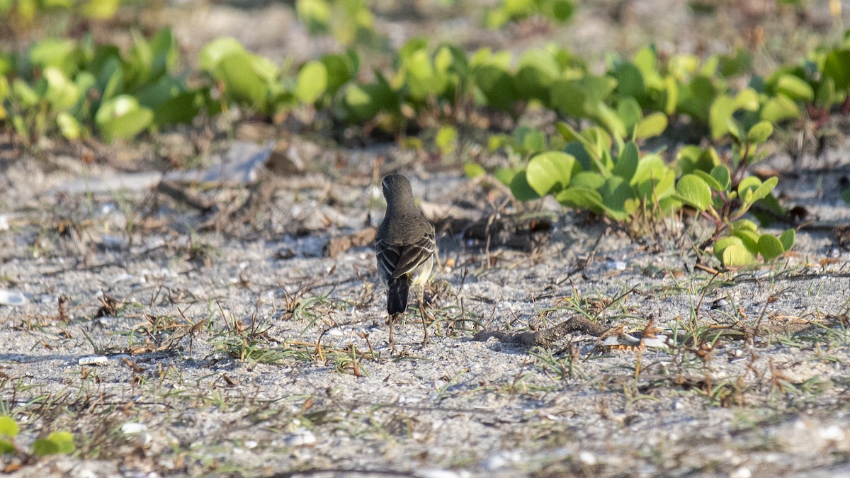 Western Yellow Wagtail - ML643038179